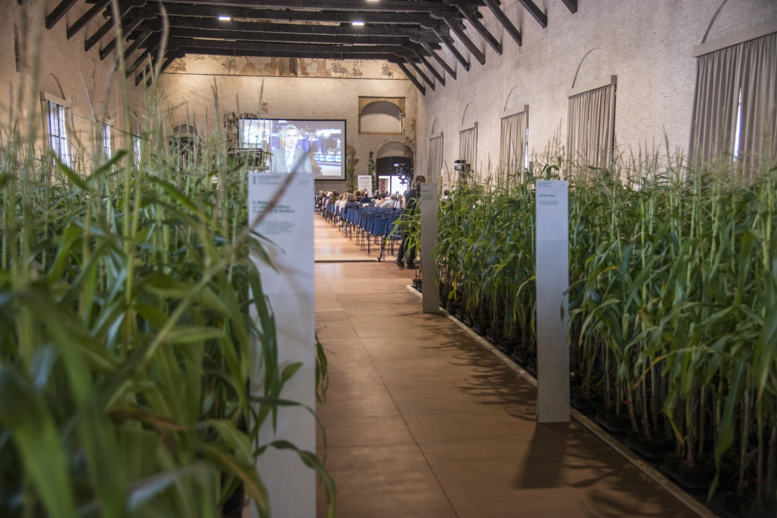installazione 2021: un campo di mais a Palazzo della Ragione